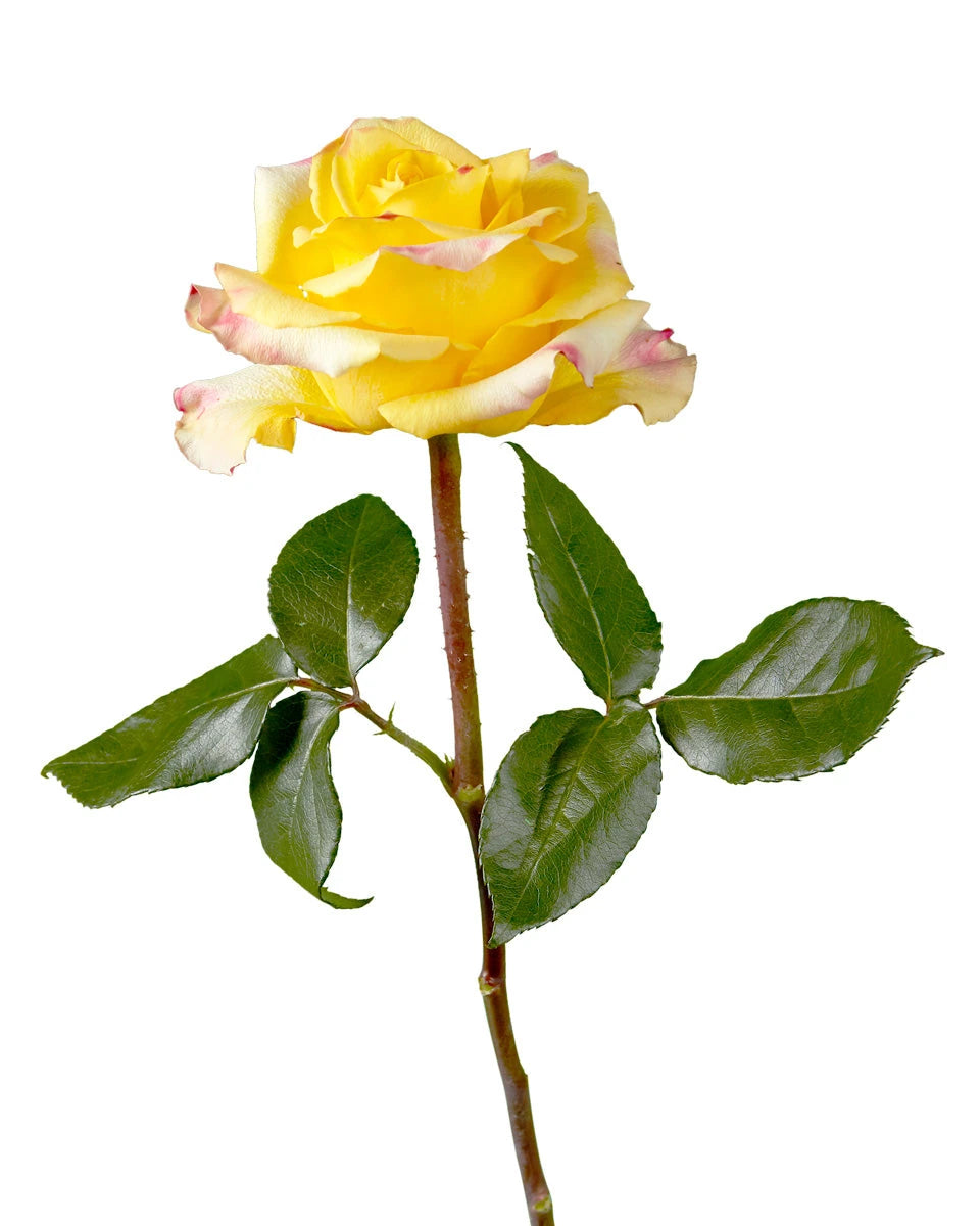 Easy Fashion Rose