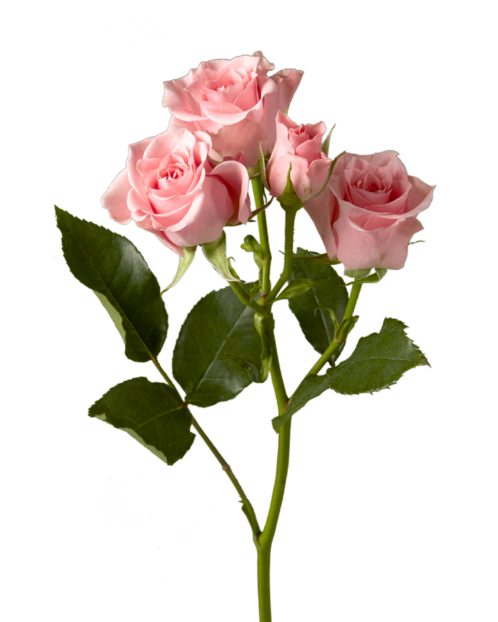 Elba Spray Rose