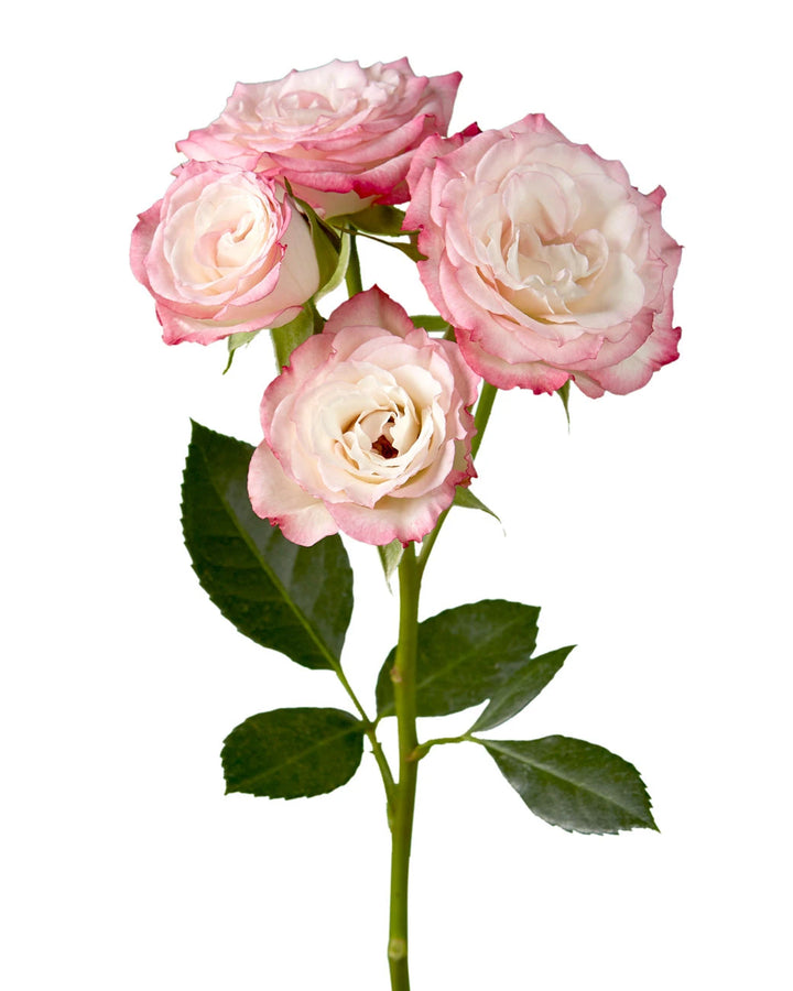 Electra Spray Rose