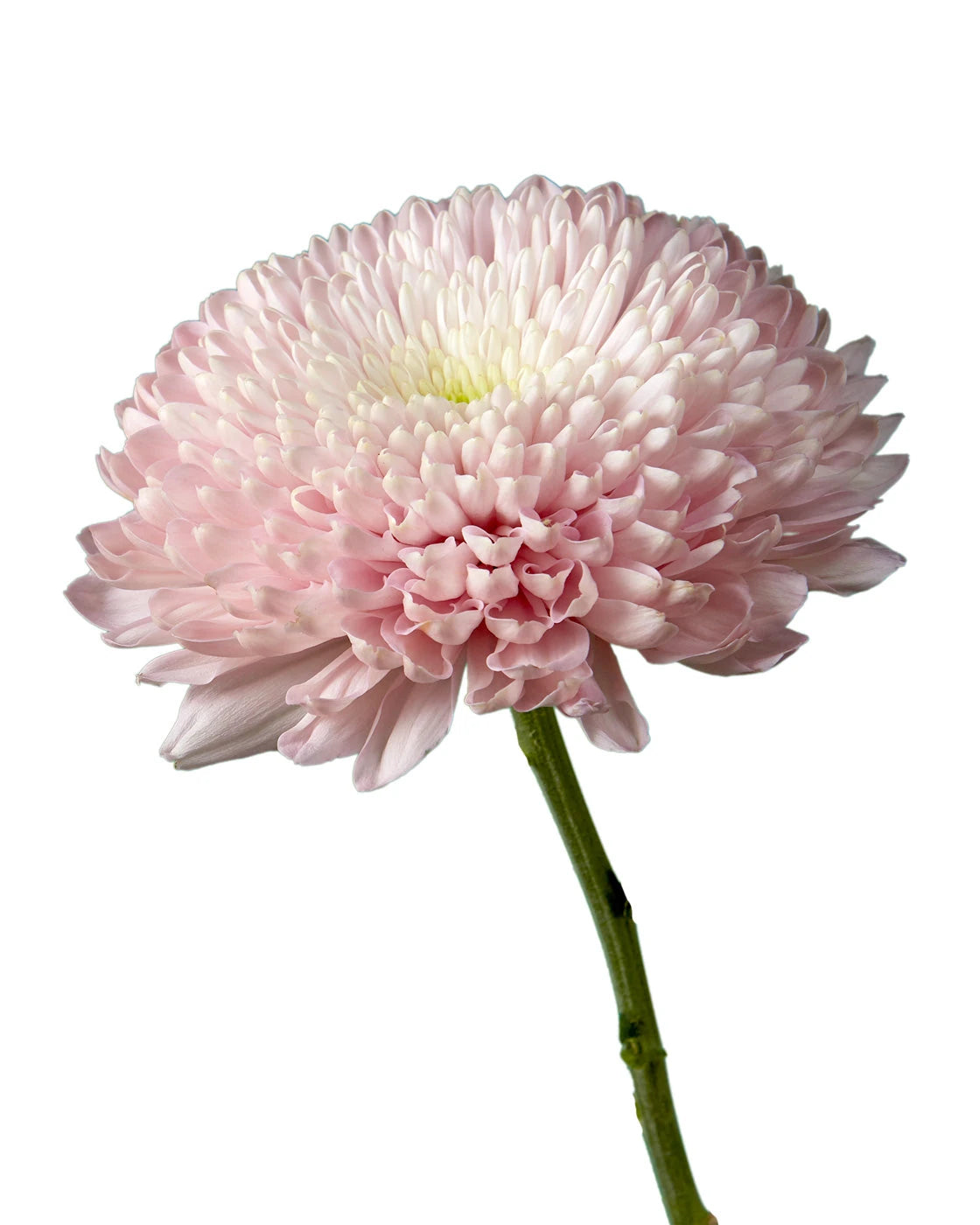 Empress Cremon Chrysanthemum