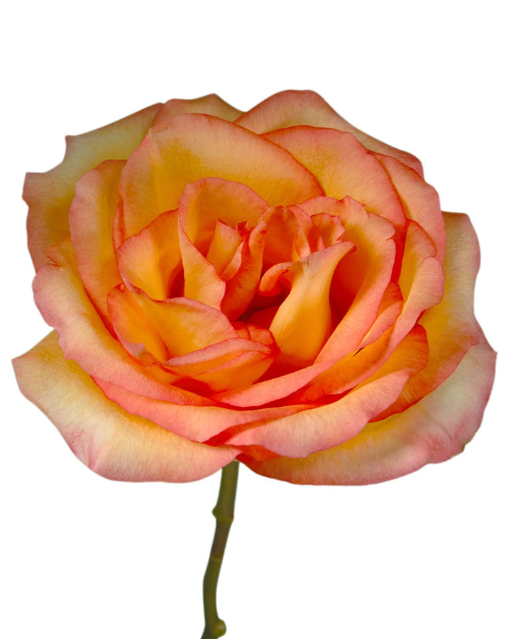 Encanto Rose