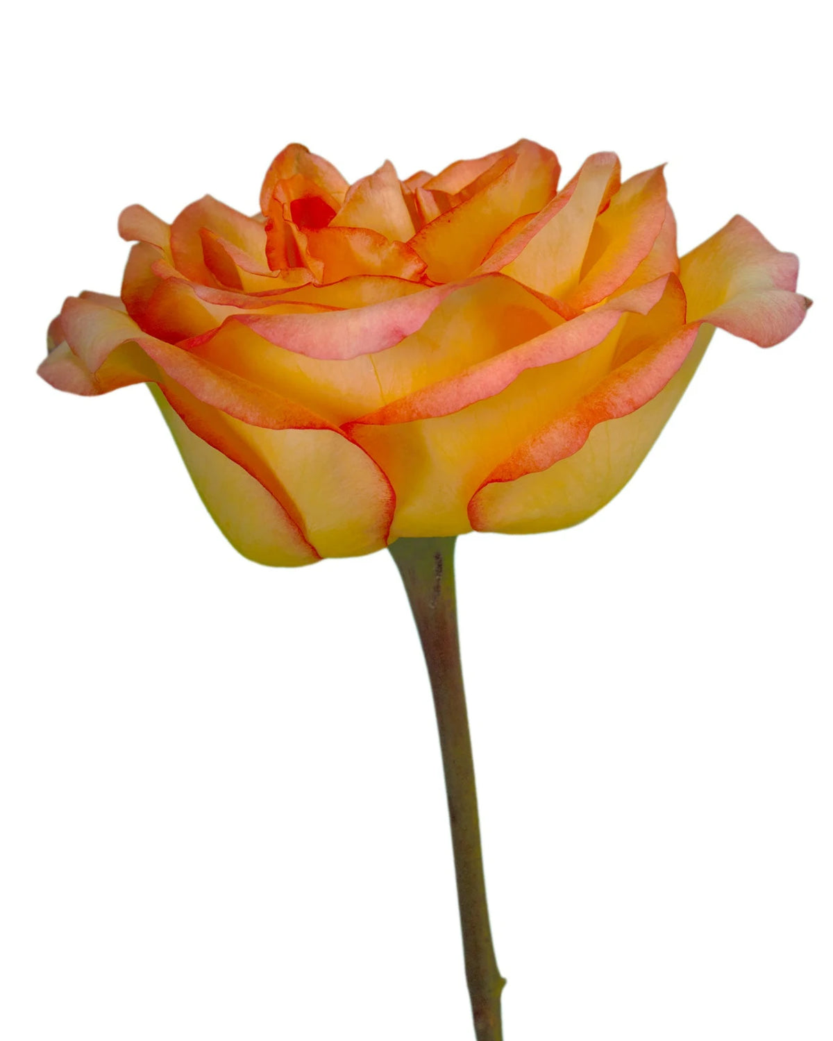 Encanto Rose