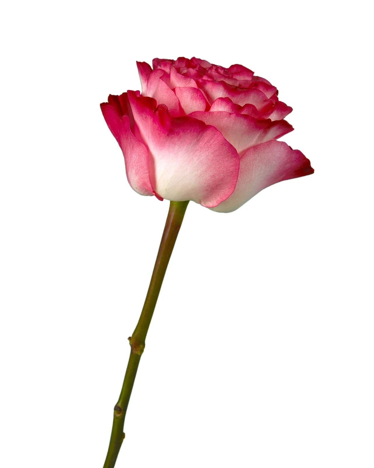 Enchantment Garden Rose