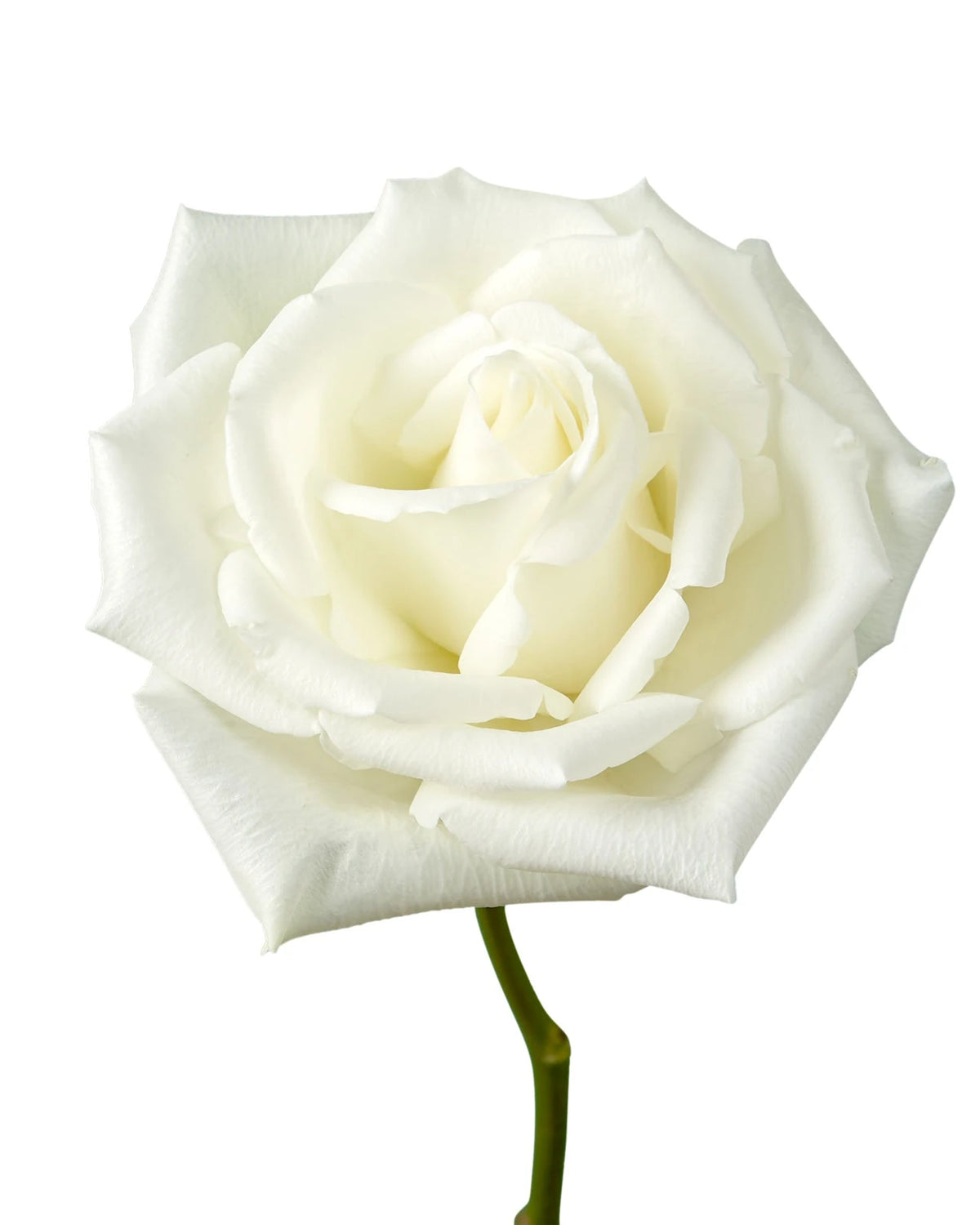 Escimo Rose