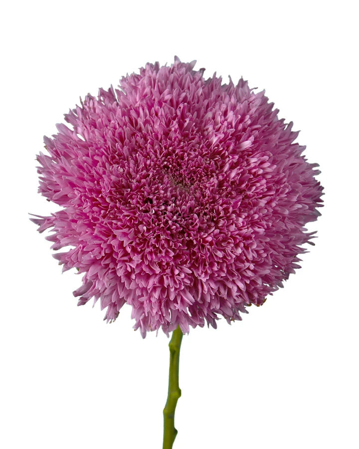 Etrusko (pink) Chrysanthemum