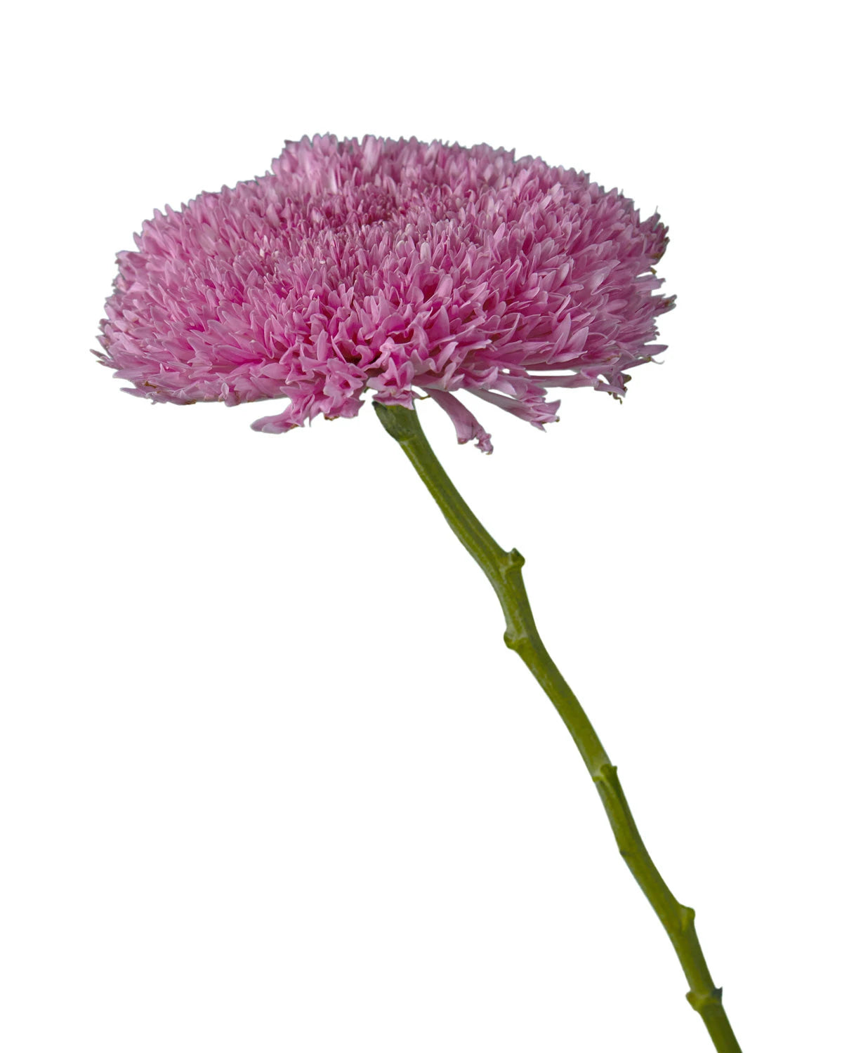 Etrusko (pink) Chrysanthemum