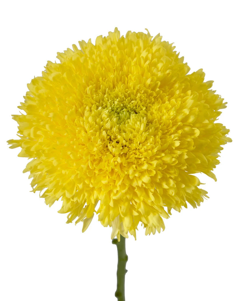 Etrusko Sunny Chrysanthemum