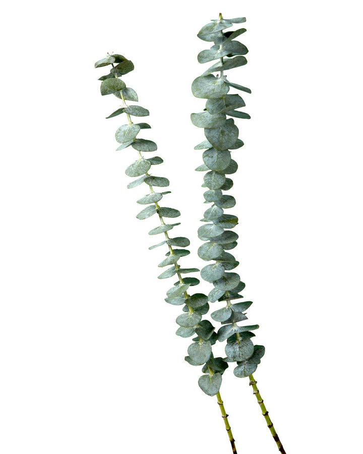 Eucalyptus Baby Blue Valentine's Day