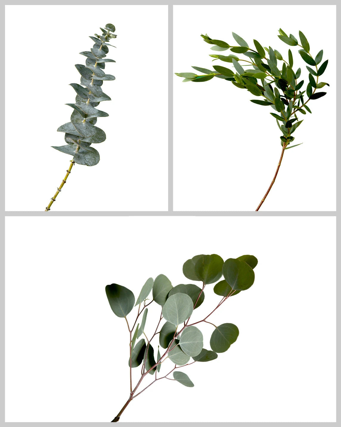 Eucalyptus Greens Mixed Box #730