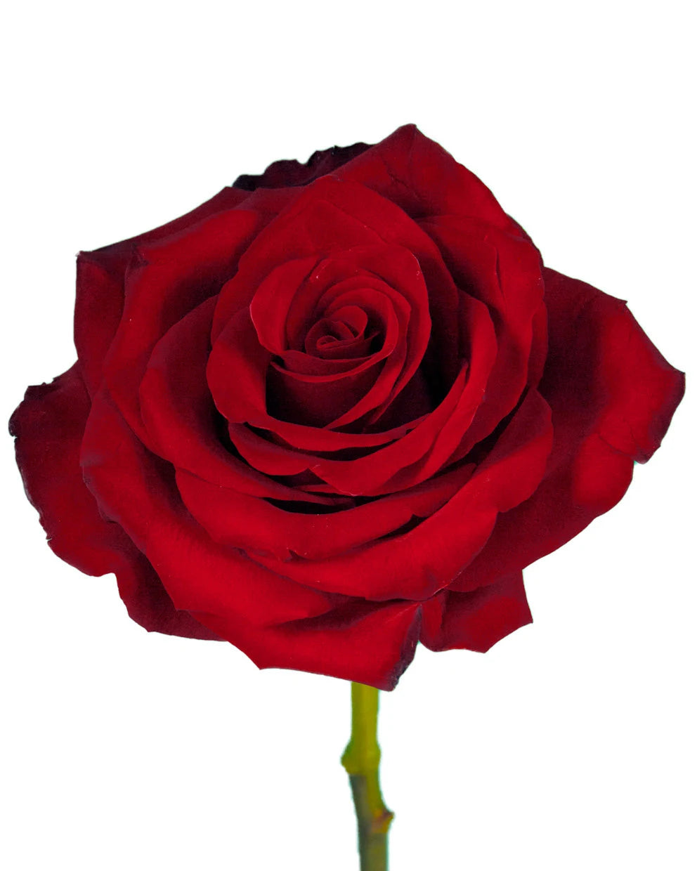 Explorer Rose Standing Order