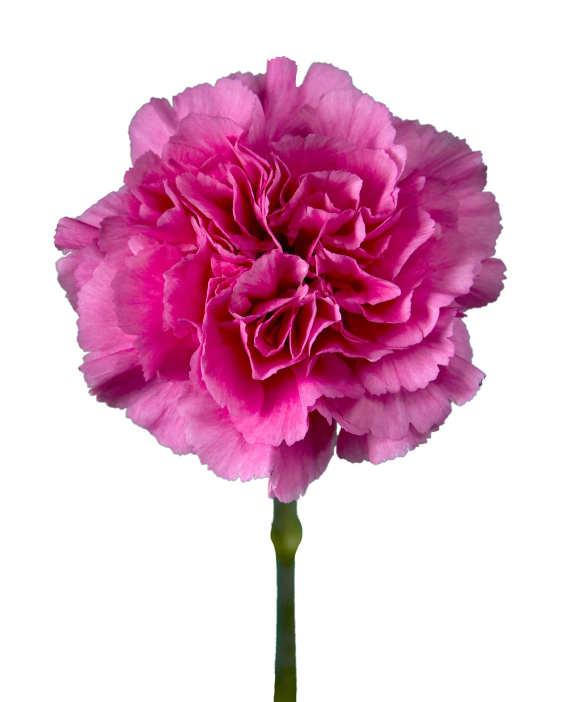 Farida Carnation