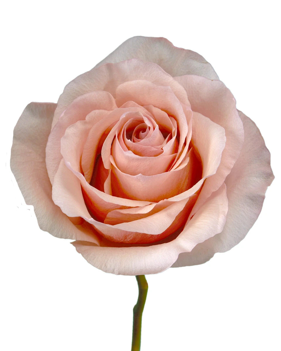 Fasciation Rose Wholesale Fascination Rose | PetalJet