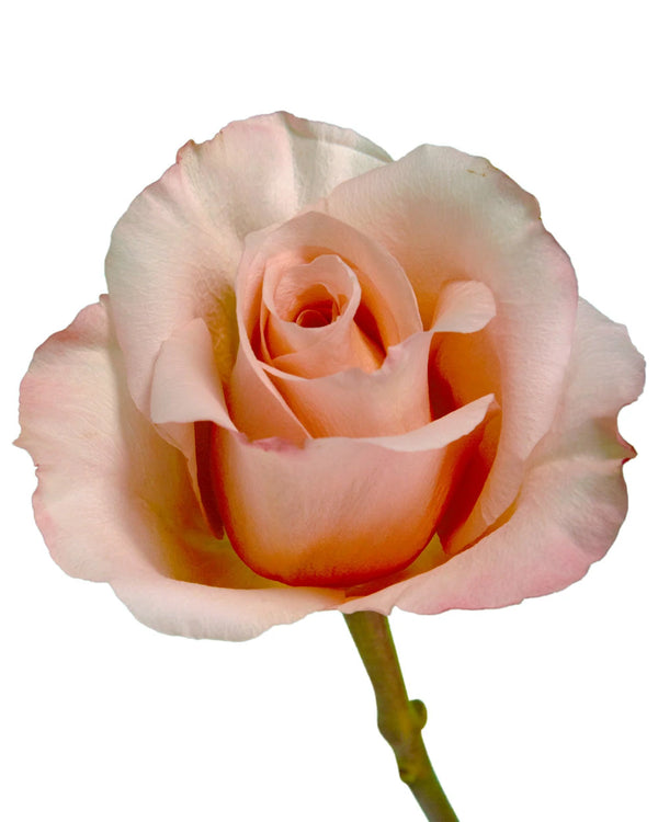 optimized_1760481819_600x.webp