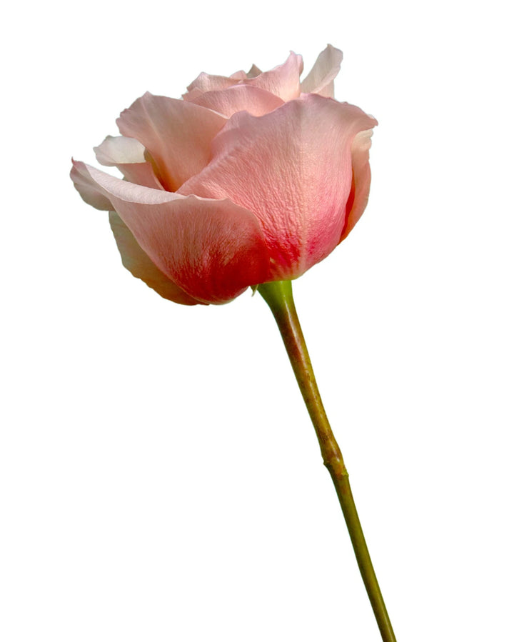 Fascination Rose
