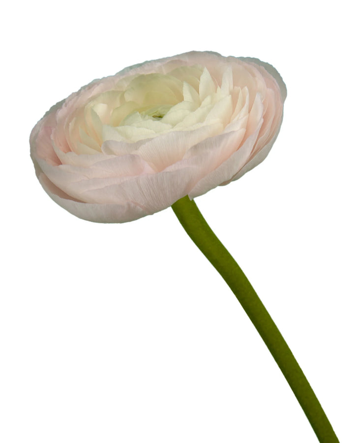 Favola Success Cloni (Clooney) Ranunculus