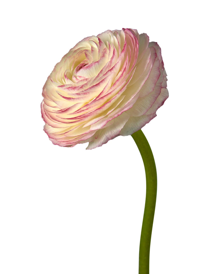 Felicidad Success Cloni Ranunculus