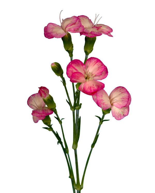 Wholesale Fen Solomio | PetalJet