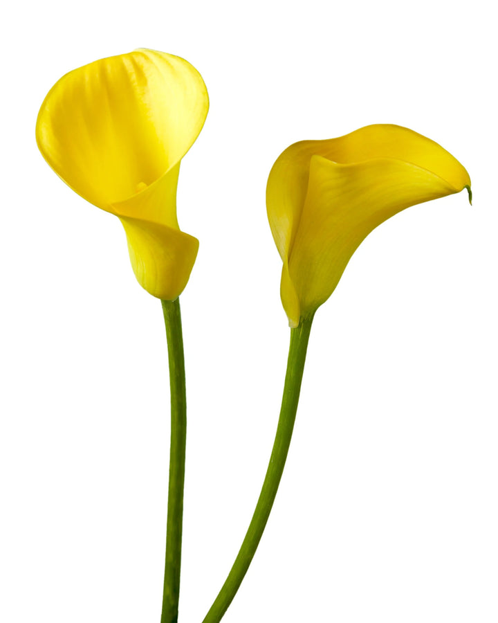 Callaco Buy Wholesale Calla Lilies Flowers in Bulk | PetalJet