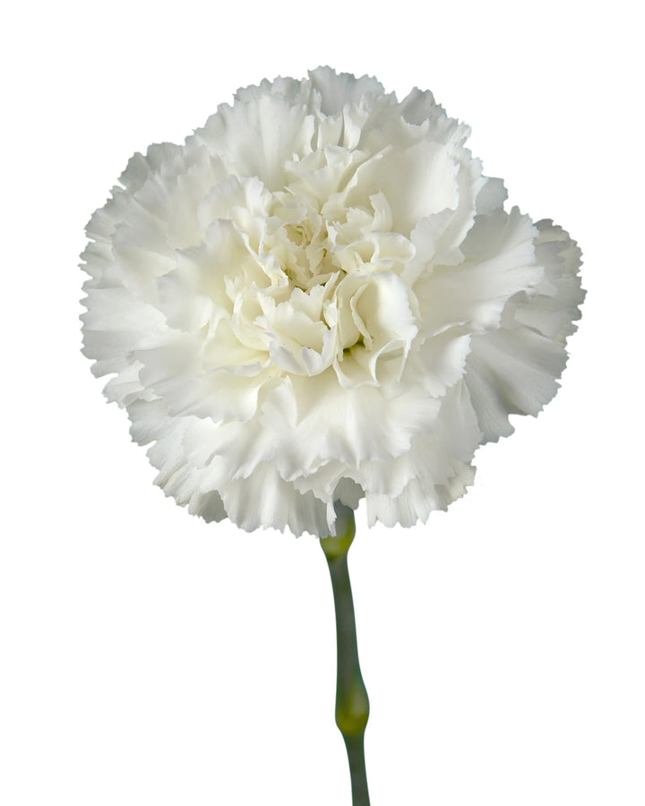 Forattini Carnation