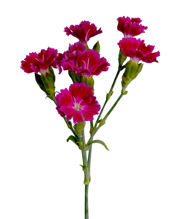 Forever Hot Pink Solomio