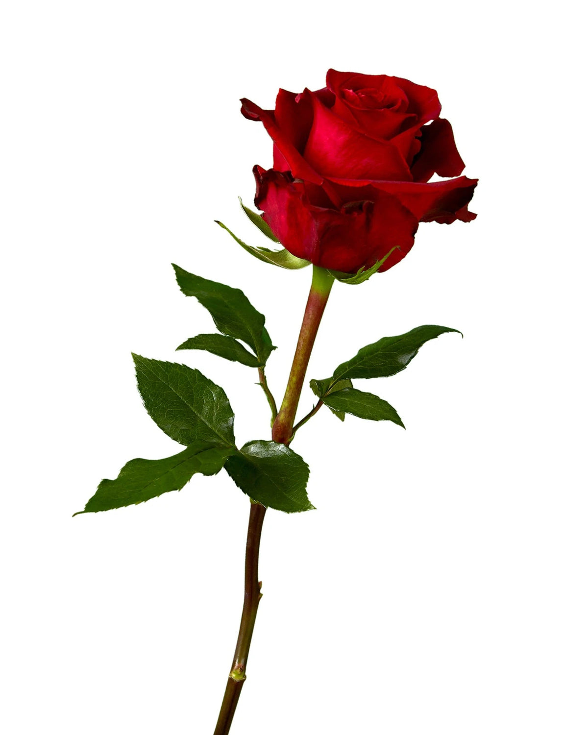 Fortune Rose Standing Order