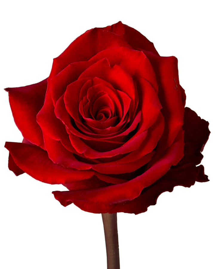 Fortune Rose Valentine Day