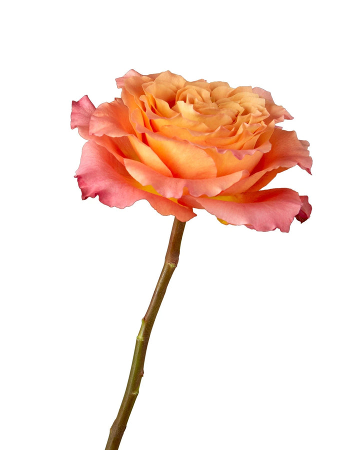 Free Spirit Garden Rose