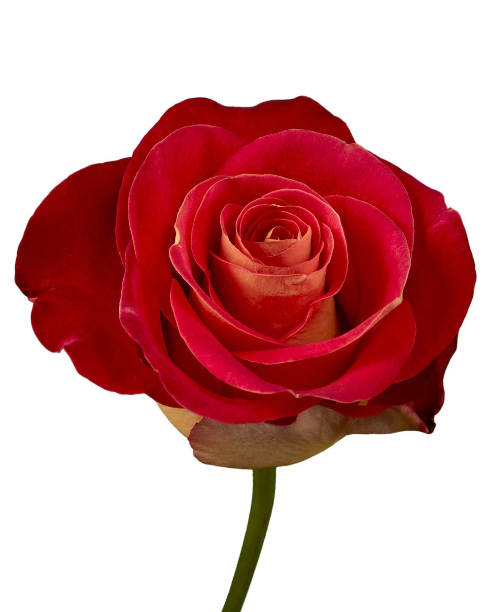 Freindship Roses Wholesale Friendship Rose | PetalJet