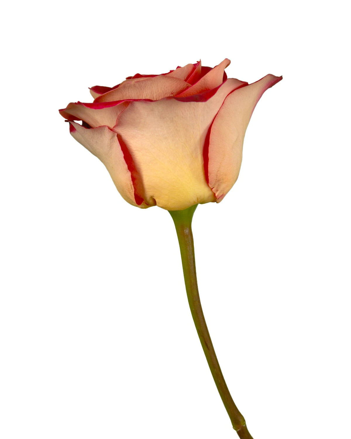 Friendship Rose