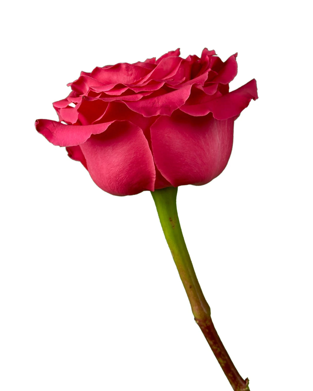 Red Roses Monti Wholesale Full Monty Rose | PetalJet