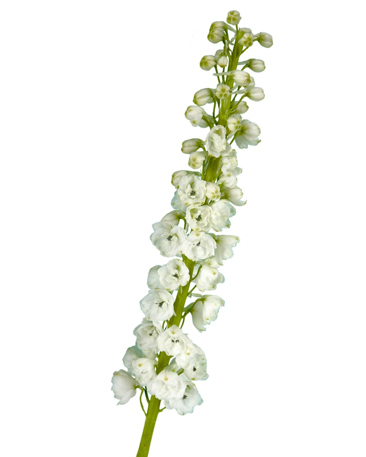Galahad White Hybrid Delphinium