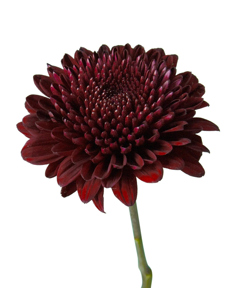 Ganache Chrysanthemum