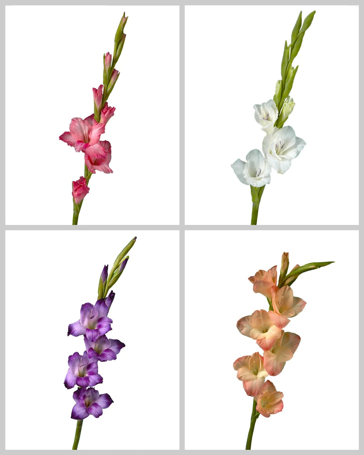 Glamini Gladiolus Assorted Box #972