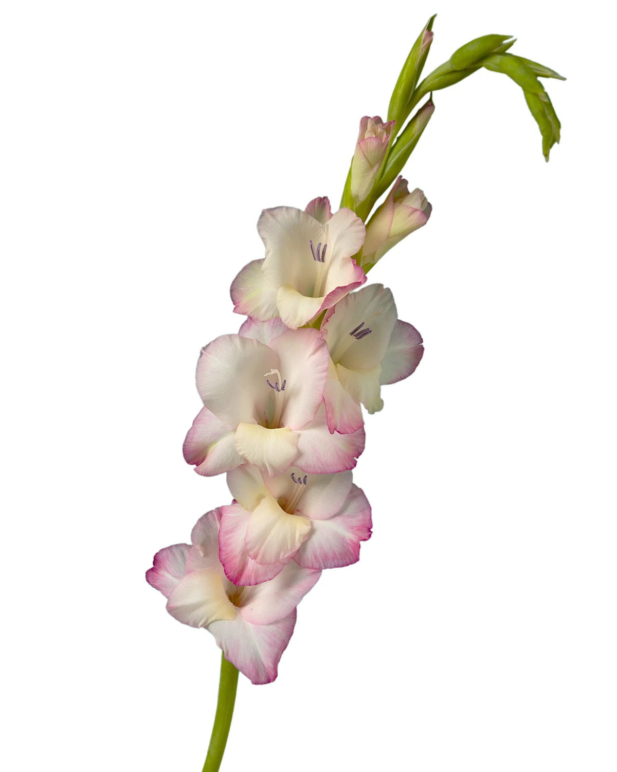 Glamini Gladiolus Emmy