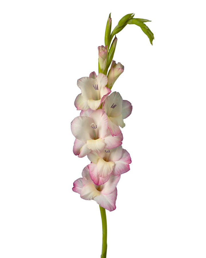 Glamini Gladiolus Emmy