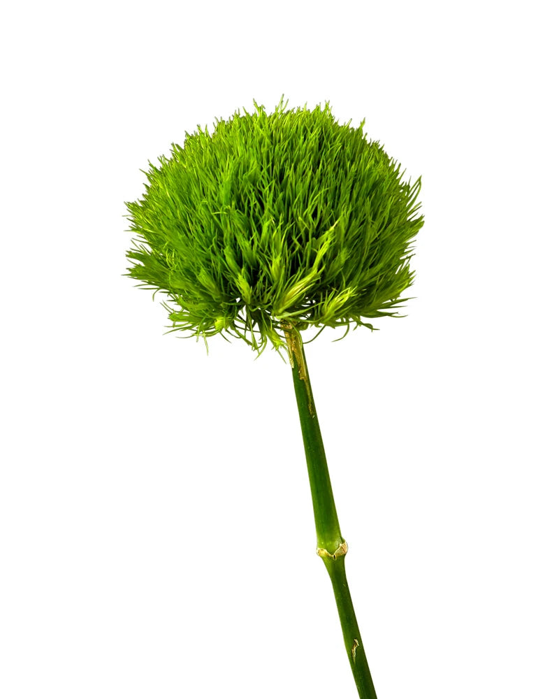 Green Dianthus (Green Ball)
