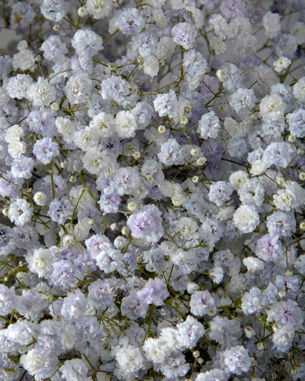 Wholesale Gypsophila Lavender (Tinted) | PetalJet