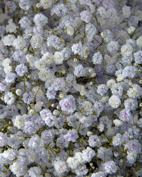 Wholesale Gypsophila Lavender (Tinted) | PetalJet