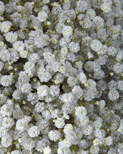 gypsophila altissima Wholesale Gypsophila Titanium (Tinted)