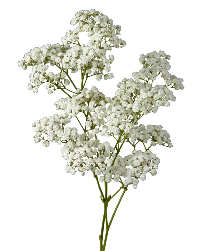 Gypsophila Xlence (Baby's Breath)