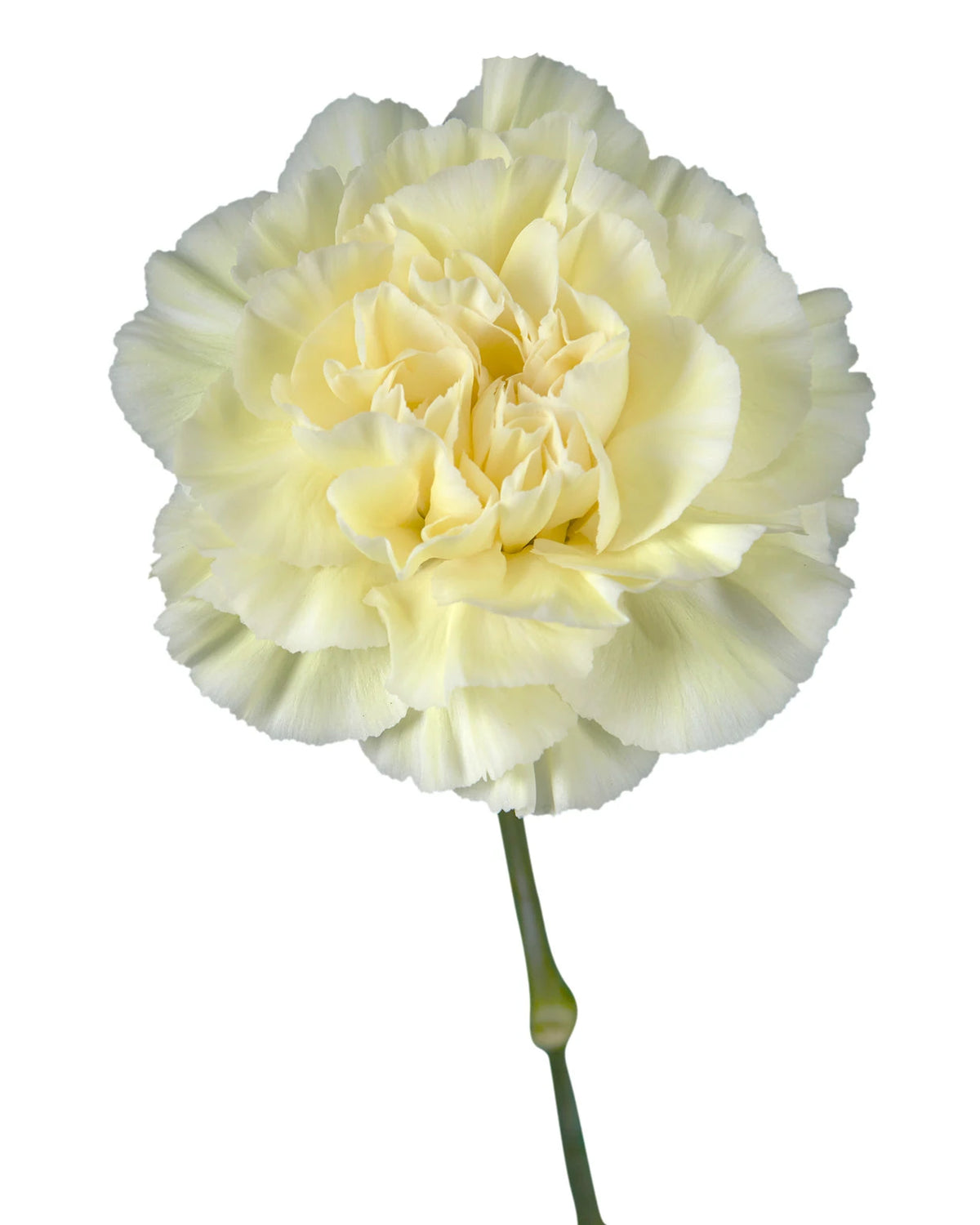 Halo Cream Carnation
