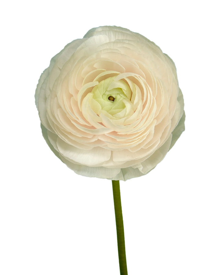 Cloni Ranunculus Yellow Buy Wholesale Ranunculus Flowers in Bulk | PetalJet