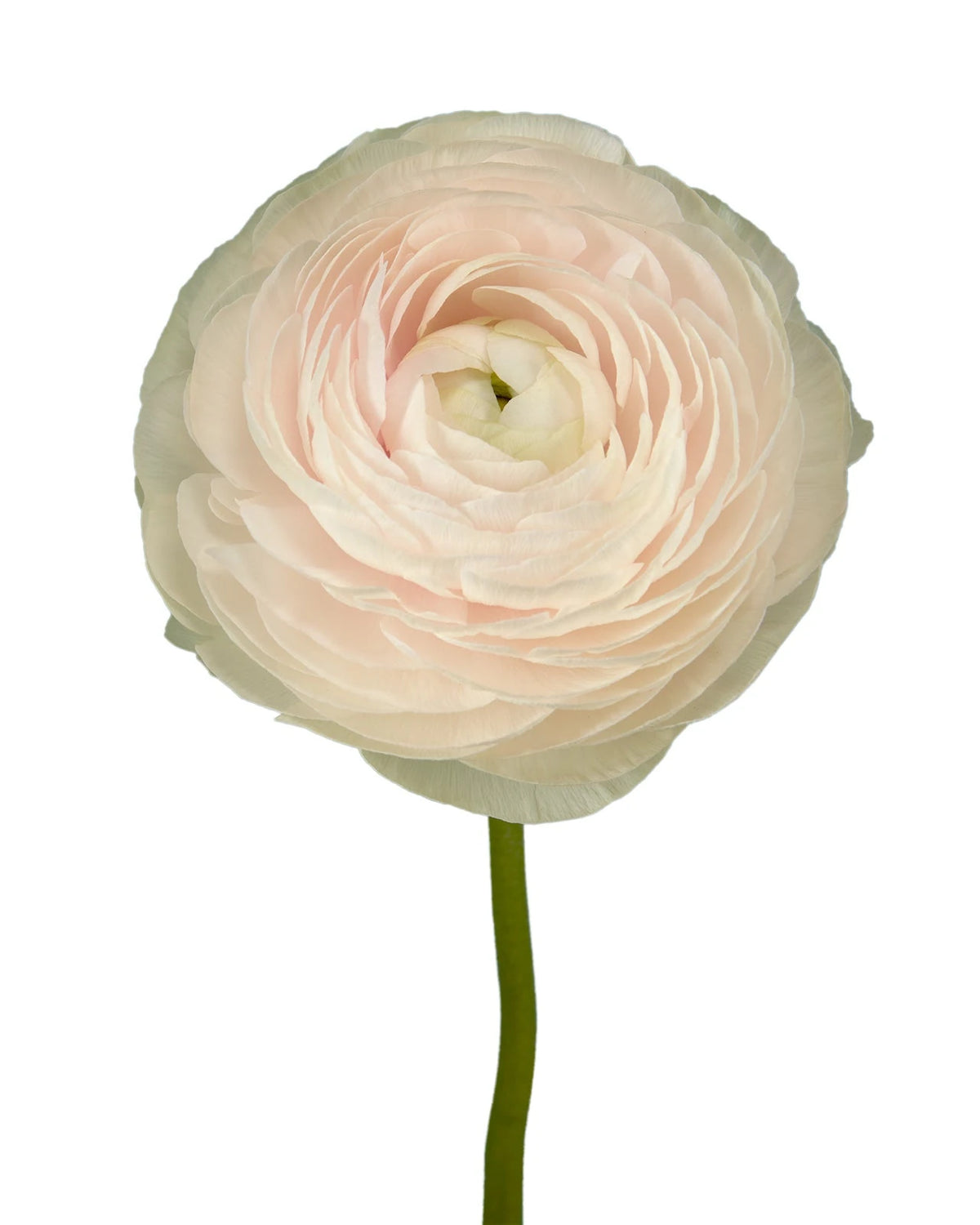 Hanoi Success Cloni (Clooney) Ranunculus