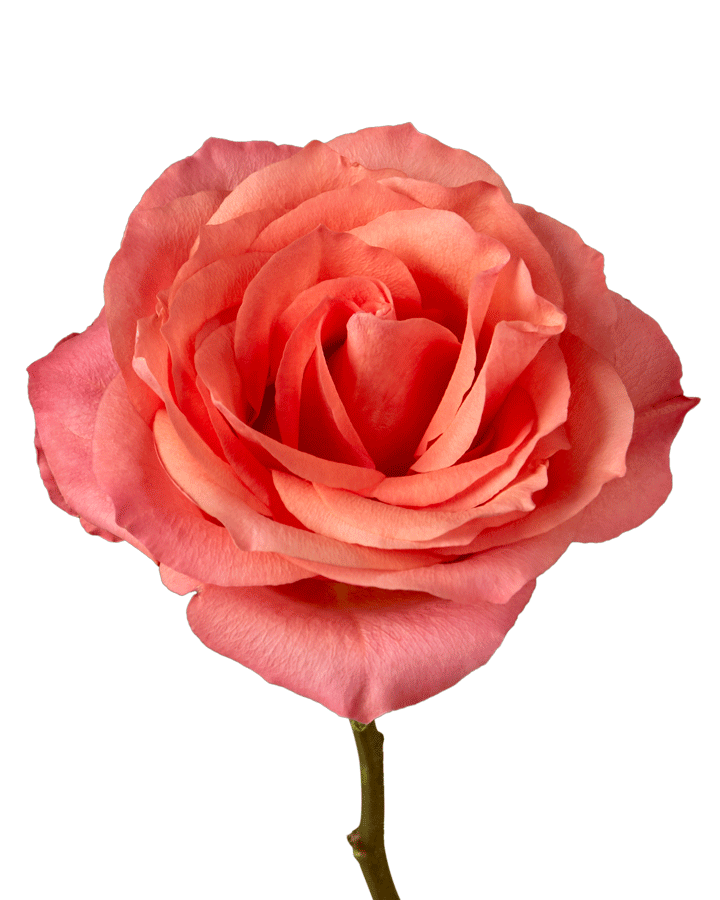 Hard Rock Rose