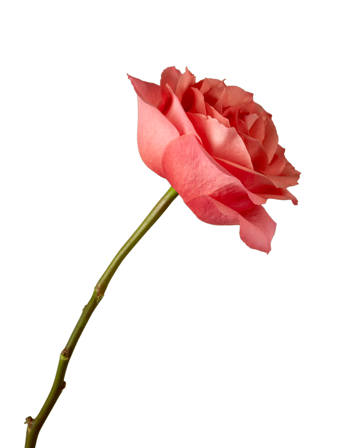 Hard Rock Rose