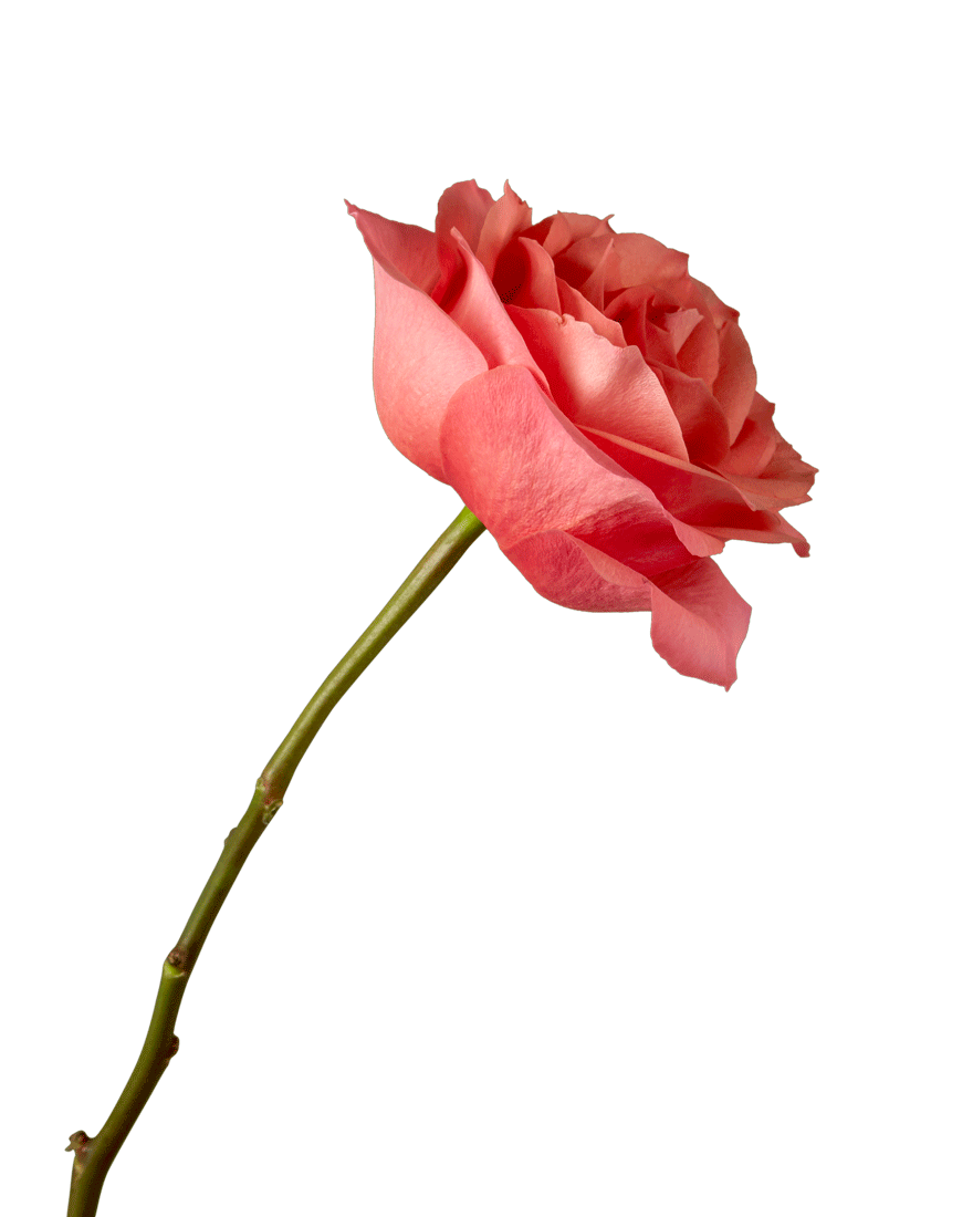Hard Rock Rose