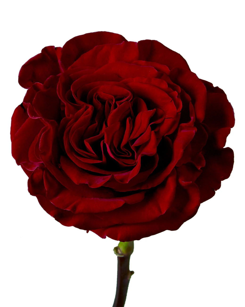 Hearts Garden Rose Valentine Day