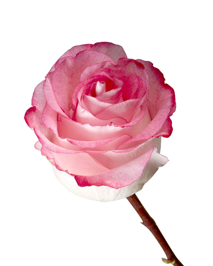 High & Candy Rose