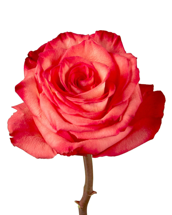 High & Orange Magic Rose