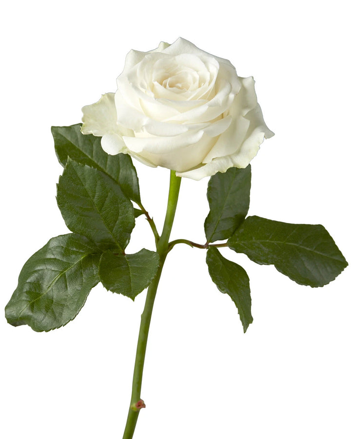 Highlight Rose